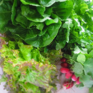 【サラダ好きに♡レタス3種サラダセット♪おまけ1品付】農薬化学肥料不使用 