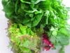 【サラダ好きに♡レタス3種サラダセット♪おまけ1品付】農薬化学肥料不使用 