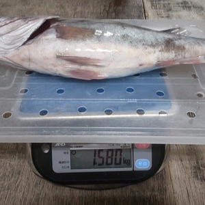 【幻の魚！】下処理済み本アラ1.5kg