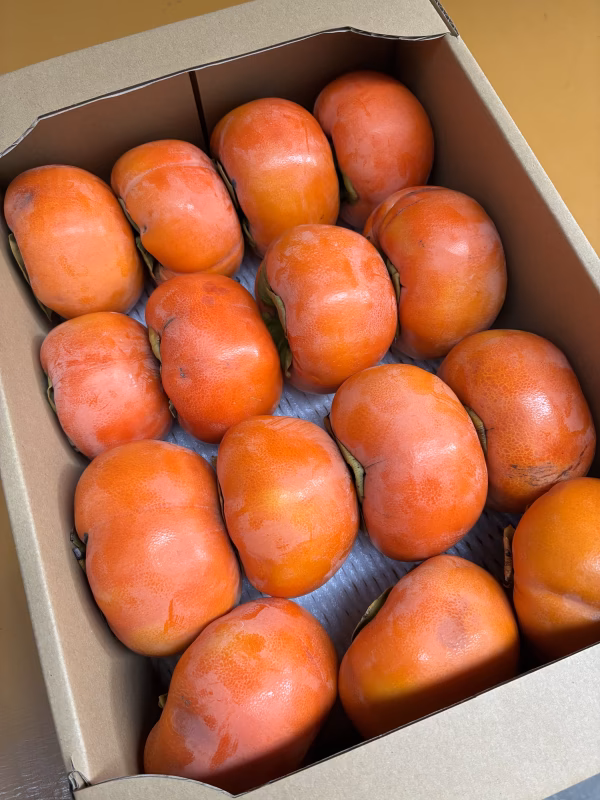 富有柿　和歌山産　訳あり品【送料割引】　