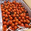 陽菜ちゃんミニトマト【1キロ・専用箱入り】月一回 10%off 6月中旬まで