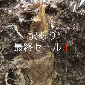 訳あり【竹の子】米糠付き 最終セール！