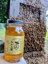 西村養蜂場 味比べセット 大瓶（2023年みかん蜜 百花蜜・和歌山）