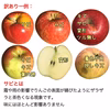 旬のおまかせ！ 無選別【訳ありりんご】約1.5kg 4-9玉#NAX0C015