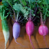 【自然栽培】彩りきれいなミニ大根　４色セット（内容量約1.5kg~）