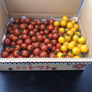 愛知いしかわ菜園ミニトマト
