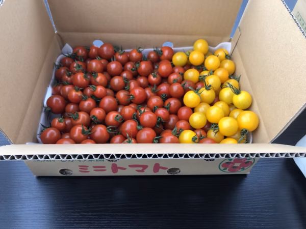 愛知いしかわ菜園ミニトマト