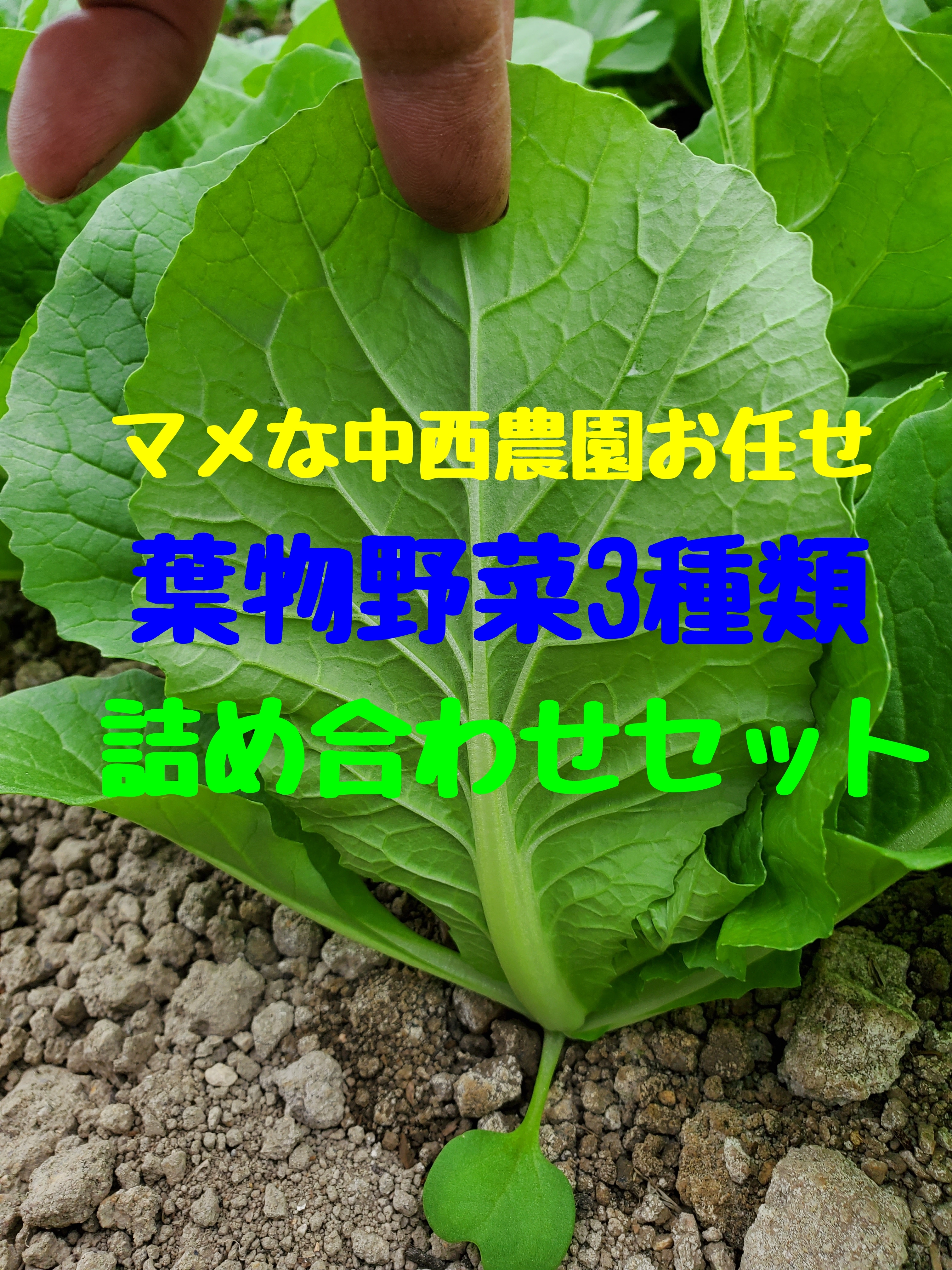 マメな中西農園おまかせ葉物野菜3種類セット 農家漁師から産地直送の通販 ポケットマルシェ