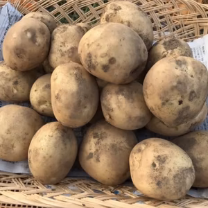 宮崎県綾町産 ホクホク！新じゃが【農薬 化学肥料不使用】