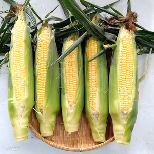 秋とうもろこし【ゴールドラッシュ】5本入り（1本300〜400g）