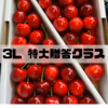  さくらんぼ 【紅てまり】贈答 お中元 ゴルフ 特大