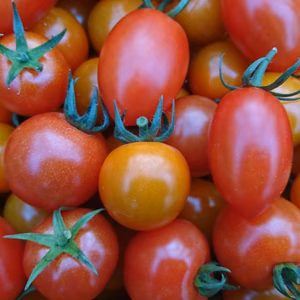 【農楽園 定番セット】ミニトマト・中玉トマトの詰め合わせ １kg