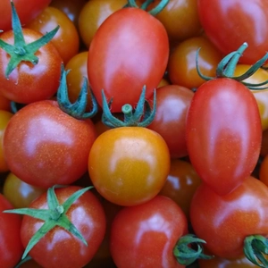 【農楽園 定番セット】ミニトマト・中玉トマトの詰め合わせ １kg