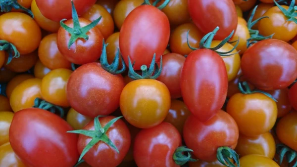 ミニトマト・中玉トマトの詰め合わせ ２kg １kg箱×２
