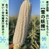 希少品種　白いとうもろこし　【雪の妖精】