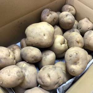 【無農薬栽培】黒土の豊かな大地で育った''男爵いも''（おまけ付き！）