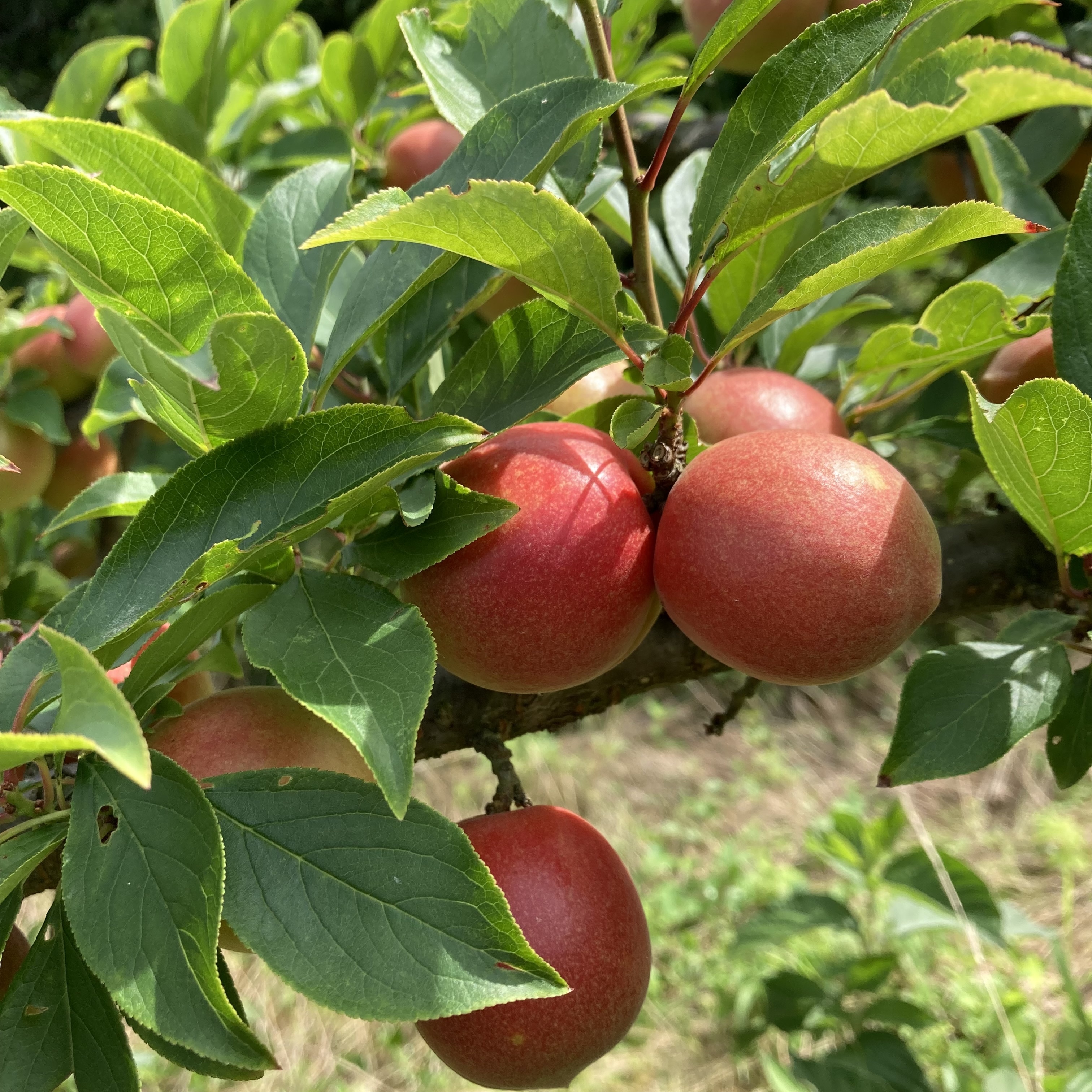 露茜の産直通販・お取り寄せ商品｜ポケットマルシェ｜産地直送で