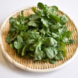 和らぎ農法　サラダ春菊