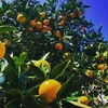 柑橘王国愛媛県砥部町産　自家農園のふぞろいのみかんたち3kg（訳あり）