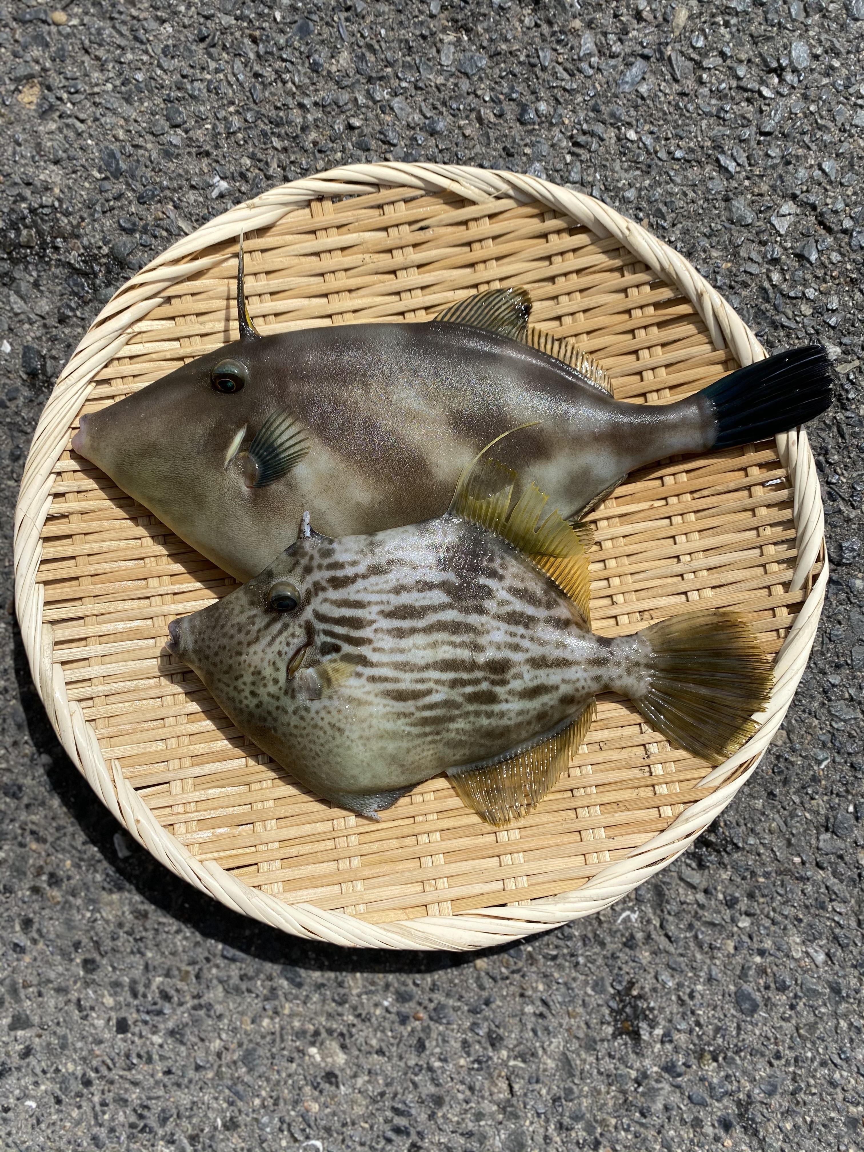 限定 1名様 ウマズラハギ カワハギ0 9kg 2匹セット 農家漁師から産地直送の通販 ポケットマルシェ