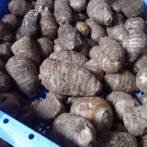 サトイモ　3キロ