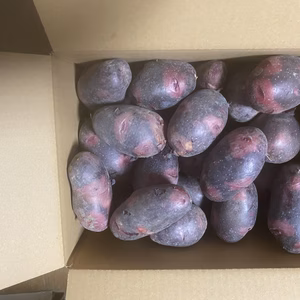 ★【新じゃが】濃厚な甘みのじゃがいも「グランドペチカ（デストロイヤー） 3Kg
