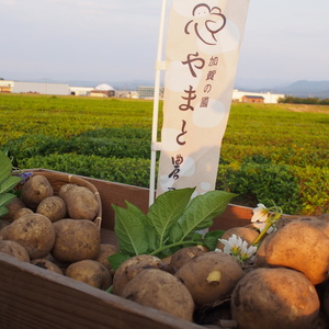 【レシピ付】新じゃが２種食べ比べ