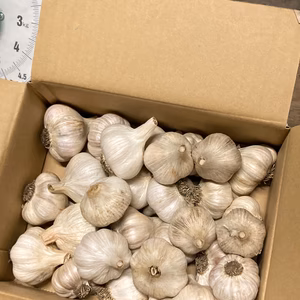【限定2品】ニンニクSサイズ 1kg　無農薬/有機肥料/除草剤不使用　