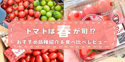 トマト🍅は「春」がおいしいって知ってた⁉︎おすすめ品種紹介＆食べ比べレビュー👀