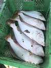 【予約】8月発送予定。瀬戸内海岡山県産鮮魚ボックス2〜4種