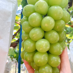 ８月下旬〜発送　熊本県産　シャインマスカット2房1.0㎏以上