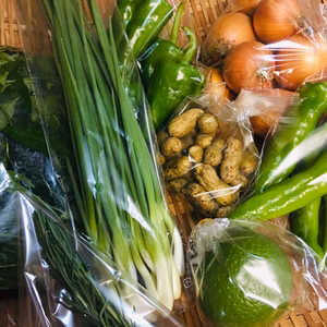 [月1回定期発送]鴨さんの旬を届ける野菜セット