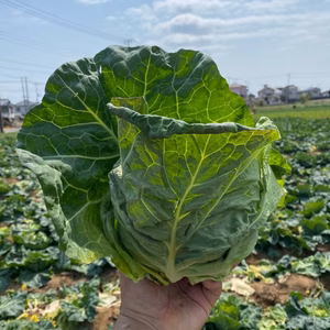 春のアフロキャベツ銚子産！今が旬！春！シャキッ！と柔らか！