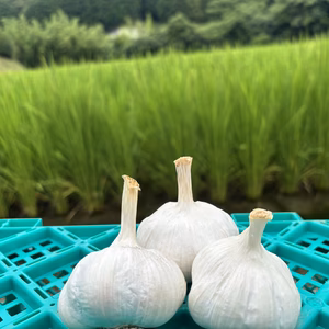 【三重県産】乾燥にんにく