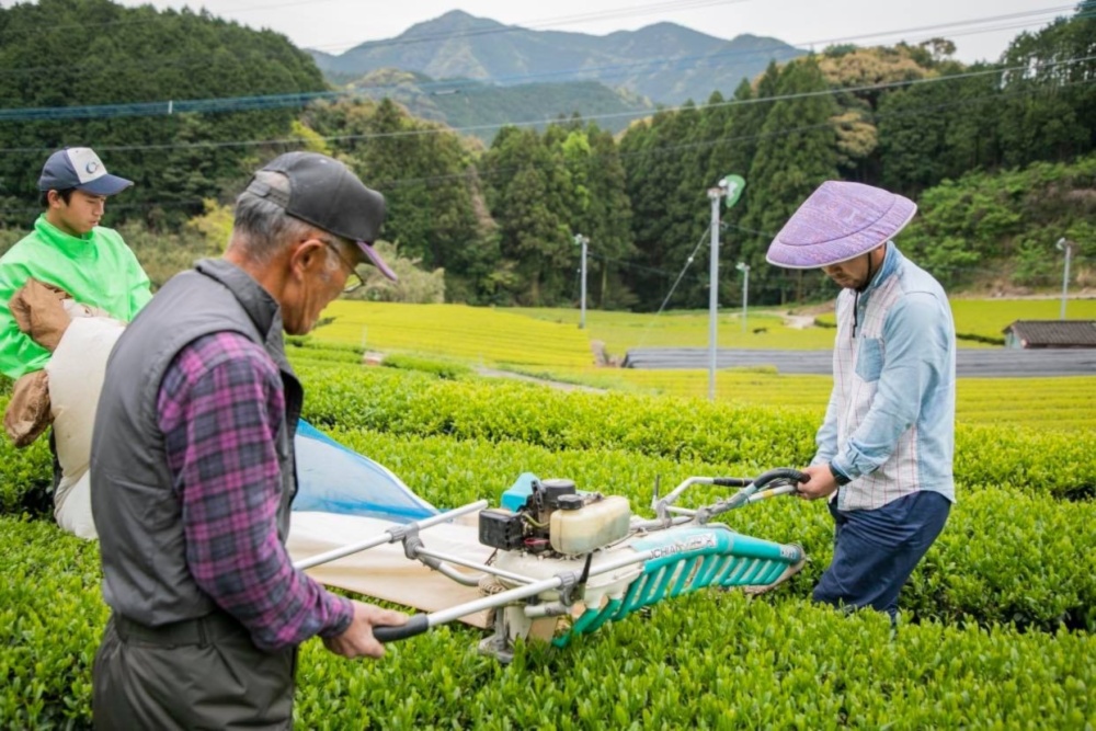 令和４年新茶❗️ 農薬不使用 そのぎ玉緑茶 （化粧箱なし発送） | 農家漁師から産地直送の通販 ポケットマルシェ