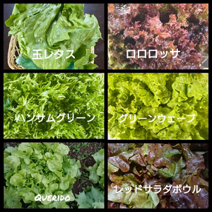 一瞬一旬レタスばっかりセット