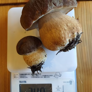 上物◆ニセコ産天然生ポルチーニ茸240g