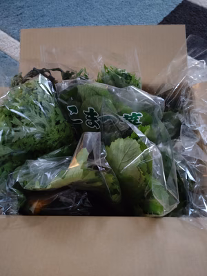 みんなの投稿の画像