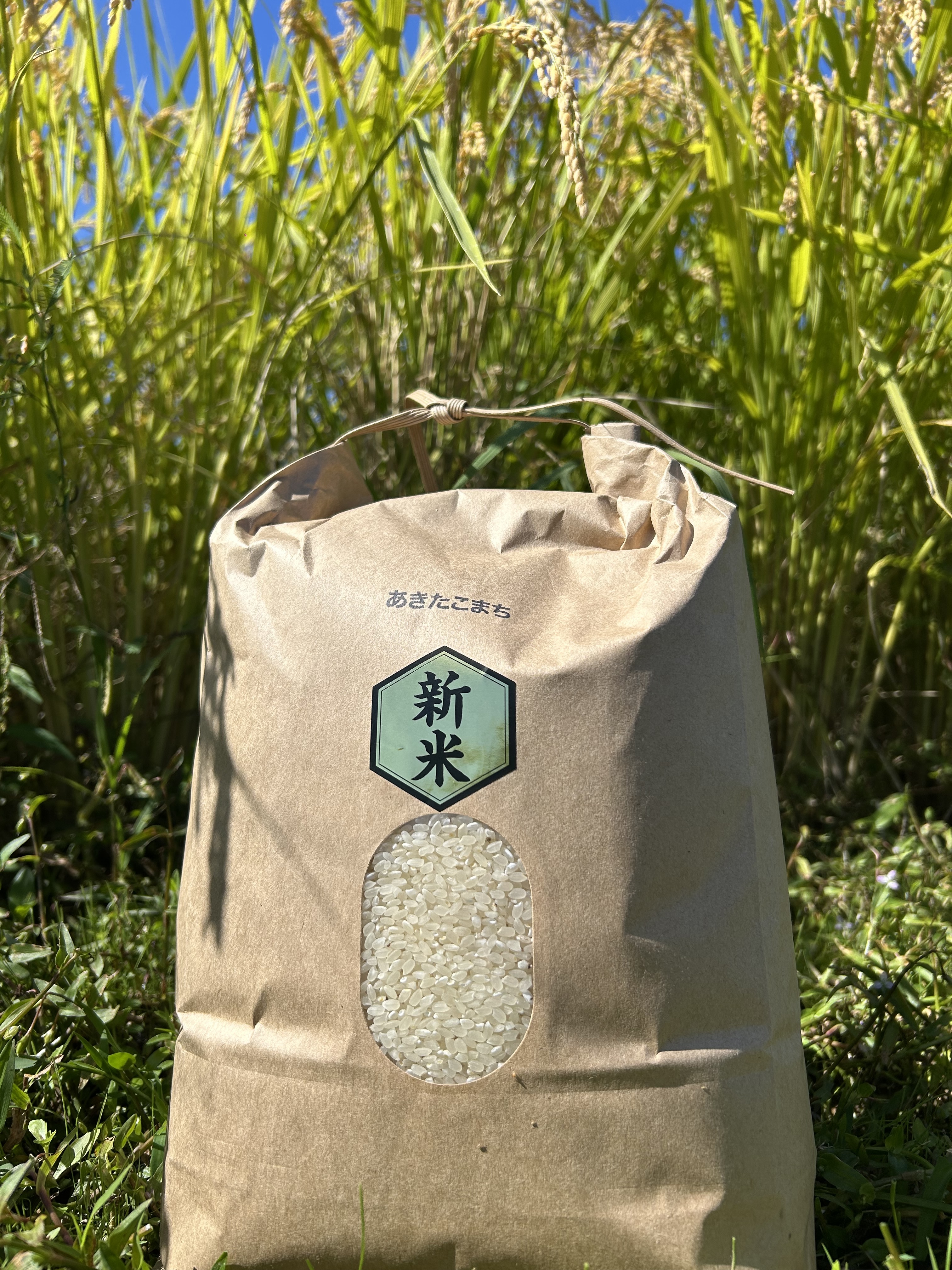 きぬむすめの産直通販・お取り寄せ商品｜ポケットマルシェ｜産地直送で