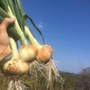 [自然栽培・固定種]新玉ねぎ[※訳あり]