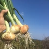 自然栽培淡路島玉ねぎ3キロと季節の野菜セット
