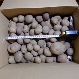 自然栽培のジャガイモ（男爵）　5ｋｇ　1箱のみ　※小粒メイン