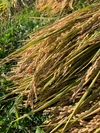 新米 北海道産 特別栽培米(令和5年産)きたくりん 玄米