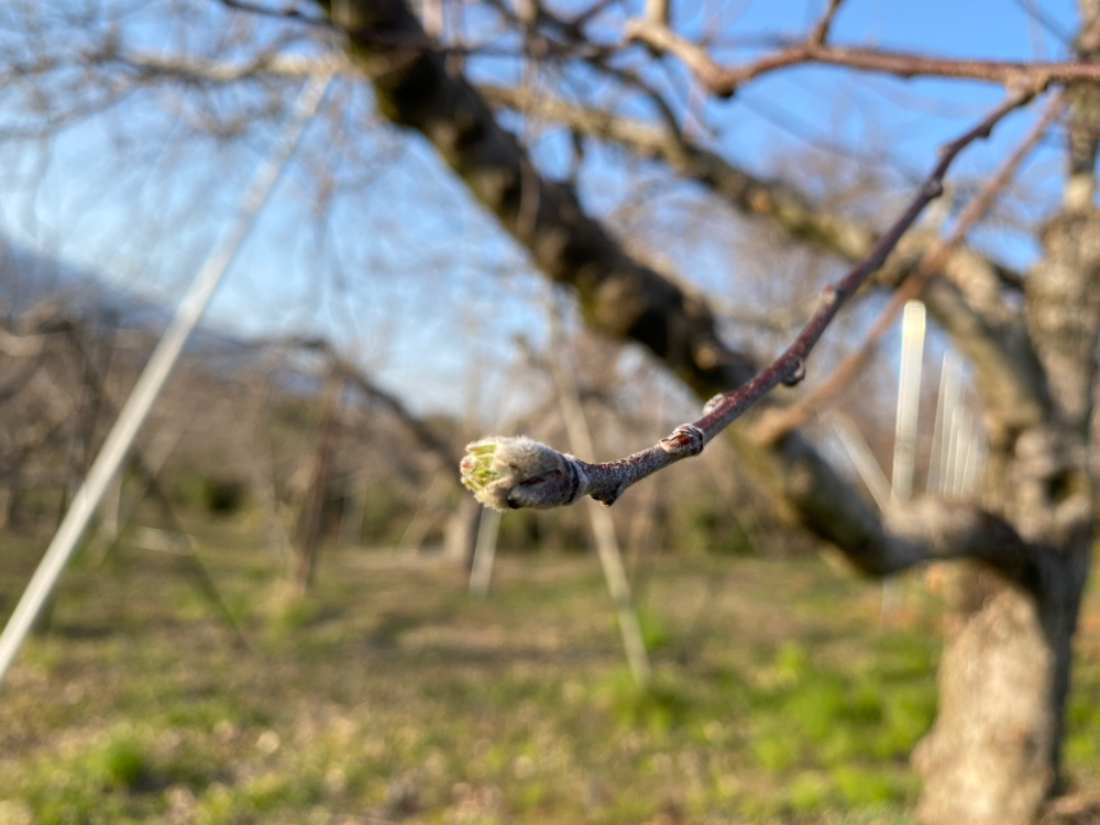 こ これが野菜工場の内部 3月後半の生産現場から 農家漁師から産地直送の通販 ポケットマルシェ