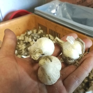 にんにく1kg 青森県田子町、小さなサイズ2021年産