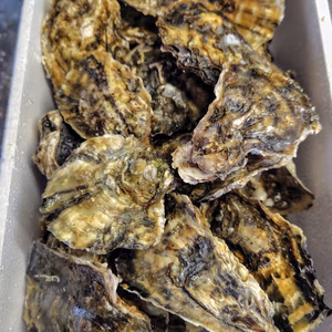 【お徳用】小粒で使いやすい京丹後・久美浜産殻付き牡蠣（加熱用）　2.4kg