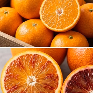 食べ比べ❢今が一番おいしい！樹上で熟した「麗紅」＆「（ブラッドオレンジ）