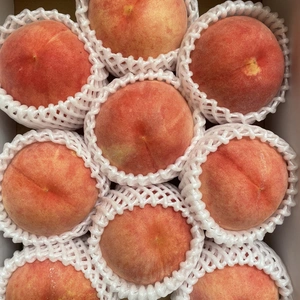 寺沢さんのおいしい桃　岩手県産　清水白桃