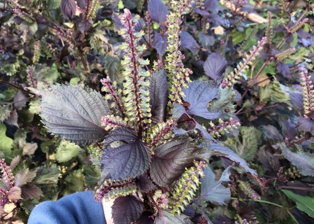 栄養満点 赤紫蘇の穂 期間限定 農薬を使わず自然栽培で育った美味しい野菜 しそ 農家漁師から産地直送の通販 ポケットマルシェ