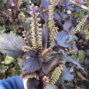 【栄養満点】赤紫蘇の穂【期間限定】農薬を使わず自然栽培で育った美味しい野菜！しそ